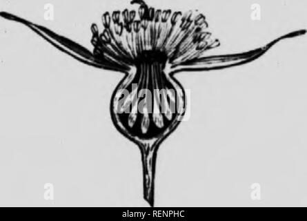 . Botanique élémentaire pour débutants [microforme] : avec référence spéciale à l'étude des plantes des provinces des Prairies. Botanique ; botanique ; botanique ; Botanique. ATRlCTlRAL BOTASV .16 Éléments de.. Le sepuniti uorolln se compose de cinq' ])iif tlic etiils shiiiw et même taille, et est tliercfoi-e l)iis, et séparés les uns des autres. Elles sont insérées sur le calice, et sont par conséquent /&gt;rritiifnntis. 49. De comprendre la construction du pistil, vou devez faire une section verticale à travers l'i-oundish f,je suis "masse qui vous trouverez, sur le dessous de la sidi- Hower. Vous aurez ensuite présentées à y Banque D'Images