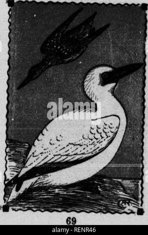 . Guide d'oiseaux [microform]. Les oiseaux aquatiques, les oiseaux, gibier d'eau, Oiseaux. Fou de Bassan. 117. siiiu im-immi. 35 Dans la plupart des ncrtherlv rliafr et)h..t^ !i "#  .u "* plus gros billet.. une dure "gor-RR-rok." (Chapman). Veuillez noter que ces images sont extraites de la page numérisée des images qui peuvent avoir été retouchées numériquement pour plus de lisibilité - coloration et l'aspect de ces illustrations ne peut pas parfaitement ressembler à l'œuvre originale.. Chester A. Reed, Chester (Albert), 1876-1912. Toronto : Musson Banque D'Images