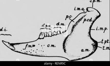 . Anatomie pratique du lapin [microforme] : un manuel de laboratoire élémentaire dans l'anatomie des mammifères. Lapins ; anatomie, les lapins ; comparatifs ; les lapins ; Seigle ; Pot comparée. 84 Anatomie du lapin. J'ai des plis plus courte de longueur décroissante de haut en bas, dans l'état naturel le turbinated les os portent une part considérable de l'épithélium nasal, la surface est fortement accru par le repliement de l'os sous-jacent. Que contient le ethmoturbinal couvrant les organes des sens olfactifs, alors que celle couvrant les maxilloturbinal est non-sensorielle et possède le mechanica Banque D'Images