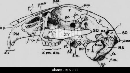 . Anatomie pratique du lapin [microforme] : un manuel de laboratoire élémentaire dans l'anatomie des mammifères. Lapins ; anatomie, les lapins ; comparatifs ; les lapins ; Seigle ; Pot comparée. 76 Anatomie du lapin. lari e^formmen nugnum Aperture, l'occipitalCt^ pour adoption du système nerveux central à partir de la cavité crânienne, dans le canal vertébral. De chaque côté de c'est un doux, ridge-comme la projection, le Condyle occipital (condylus occipital), pour l'articulation avec le supérieur, articulaire box de l'atlas. À peu de distance à l'occipital latéral, le condyle surface nuchal est cont Banque D'Images