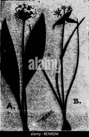 Plante d'oignon en fleurs Banque d'images noir et blanc - Alamy