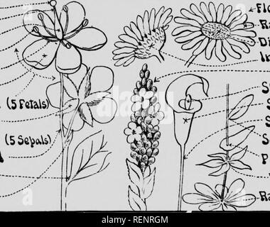 . [Microforme] guide de fleurs : fleurs sauvages à l'Est des Rocheuses. Fleurs ; Fleurs ; botanique ; botanique. St&gt;iU PeUV- Pedivtiil, ''. Bt2id â "". U-sessile&amp;V -Whoicl parties de fleurs.. Veuillez noter que ces images sont extraites de la page numérisée des images qui peuvent avoir été retouchées numériquement pour plus de lisibilité - coloration et l'aspect de ces illustrations ne peut pas parfaitement ressembler à l'œuvre originale.. Chester A. Reed, Chester (Albert), 1876-1912. Toronto : Musson Banque D'Images