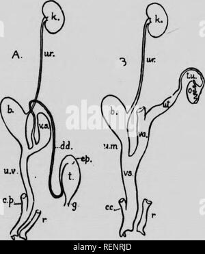. Anatomie pratique du lapin [microforme] : un manuel de laboratoire élémentaire dans l'anatomie des mammifères. Lapins ; anatomie, les lapins ; comparatifs ; les lapins ; Seigle ; Pot comparÃ©e. Système Ubinogenital THB. 47 Doublure de l'dischar^ng codom et leurs produits dans la cavité, tandis que les reins sont principalement des structures tubulaires communiquer aussi avec cette cavité, afin qu'ils deviennent en partie modifiés comme les conduits de la reproduction. La connectique de l'épithélium coelomique tubules rénaux sont à quelques exceptions près seulement vu dans l'état embryonnaire, depuis le rein définitif à tous les vertébrés sont des structures en Wh Banque D'Images