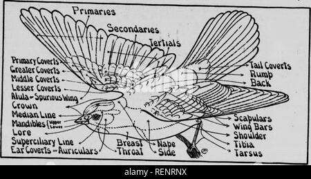 . Guide d'oiseaux [microform]. Les oiseaux aquatiques, les oiseaux, gibier d'eau, Oiseaux. . Veuillez noter que ces images sont extraites de la page numérisée des images qui peuvent avoir été retouchées numériquement pour plus de lisibilité - coloration et l'aspect de ces illustrations ne peut pas parfaitement ressembler à l'œuvre originale.. Chester A. Reed, Chester (Albert), 1876-1912. Toronto : Musson Banque D'Images