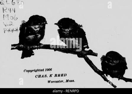 . Guide d'oiseaux [microform]. Les oiseaux aquatiques, les oiseaux, gibier d'eau, Oiseaux. Les ACB. 000 RKBU WoTcater. •^ Odseoid mm :"un suis. "*Plat. AUAon. Si. y. Veuillez noter que ces images sont extraites de la page numérisée des images qui peuvent avoir été retouchées numériquement pour plus de lisibilité - coloration et l'aspect de ces illustrations ne peut pas parfaitement ressembler à l'œuvre originale.. Chester A. Reed, Chester (Albert), 1876-1912. Toronto : Musson Banque D'Images