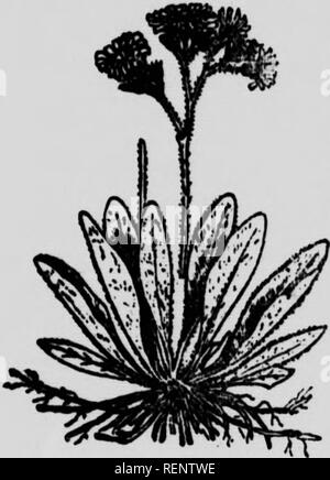 . Les principales espÃ¨C矌es d'insectes nuisibles et de maladies vÃ©gÃ©tales [microform]. Insectes nuisibles ; plantes ; les insectes nuisibles, les maladies des plantes. '^j,- J'iiii ! !ir !|J. 1 . Â Â ! ' / 1 .  : I ! Â 1 : j ; 11 % j' : 34 ÃraRVIÃRE ORANGÃE â â (Bouquet rouge).-Orange Hawk^ DevU'8 pinceau. Les PAMT bru8h.-HÃTaÂ atTaniSTLiim m"Â"nÃ®Â"H-^Â"^»^^ ''"^^» ^»^^ ^ *'8^ ^^^"Â"Â" ^« je présage,Ã un ou d pieds de hauteur, une douzame rougeK ♥)range, peut faire un effet sur les plates-bandes du jardin. J'^ dans les champs, et Ã l'Ã©tat sauvage, eUe ii un rÃ'le dÃ©plorable. .Fils feuillag Banque D'Images