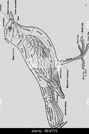 . [Microforme] : Zoölogy descriptif et pratique. Zoologie Zoologie ;. 'F * s. Veuillez noter que ces images sont extraites de la page numérisée des images qui peuvent avoir été retouchées numériquement pour plus de lisibilité - coloration et l'aspect de ces illustrations ne peut pas parfaitement ressembler à l'œuvre originale.. Colton, P. Buel Buel (Preston), 1852-1906. Toronto : Copp, Clark Banque D'Images