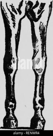 . Cheval au Canada [microforme]. Les chevaux, chevaux. E jxtensive Brence sabot de rtant re- oe qui ince ; sur le talon. )Rter et te irior remplissage bor- substance , et l'orientation (pour les offres face supérieure, d'un Fill la il talons. Pyramide, coussin, le braquage de la er derrière : attribué ssence de jatly h il con- voyages, amotion spécialement )ved, wo - 68 ^^^ r X ;"'-''-"^ ^« X %t c :^K. Flo. 25.-Defectlve Conforma-. Veuillez noter que ces images sont extraites de la page numérisée des images qui peuvent avoir été retouchées numériquement pour plus de lisibilité - coloration et l'aspect de ces illustra Banque D'Images