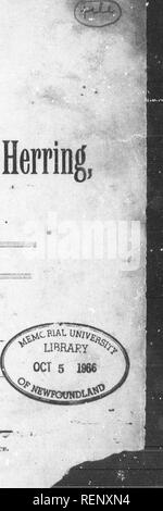 . Rapport sur le traitement de la morue et du hareng [microform]. Poissons, PÃªches. 'Â 'â &Lt ;'*777 H S -*Â"Â -Â" Â"â ¢^-'*^â â¢Â"^- SUR LA dm de principal responsable et le hareng, par AD. NIELSEN. ST. JOHN'S, N. P. : rmji à rBn-tiik " Kvkmxo Hkraj » Okkicb.I) 1890.. un***0*i*'iif-'ii*^^. Veuillez noter que ces images sont extraites de la page numérisée des images qui peuvent avoir été retouchées numériquement pour plus de lisibilité - coloration et l'aspect de ces illustrations ne peut pas parfaitement ressembler à l'œuvre originale.. Nielsen, Adolph. [St. John's (T.-N.) ?  : S. n. ] Banque D'Images