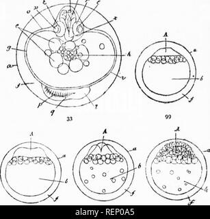 . Truites domestiquées [microforme] : comment se reproduisent et se développent entre eux. Culture du poisson ; Fontaine ; pisciculture ; Truite. Mauvais 132 truites domestiquées..  %M 102 107. Veuillez noter que ces images sont extraites de la page numérisée des images qui peuvent avoir été retouchées numériquement pour plus de lisibilité - coloration et l'aspect de ces illustrations ne peut pas parfaitement ressembler à l'œuvre originale.. Pierre, Livingston, 1836-1912. Boston : J. R. Osgood Banque D'Images