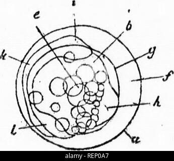 . Truites domestiquées [microforme] : comment se reproduisent et se développent entre eux. Culture du poisson ; Fontaine ; pisciculture ; Truite. 15 20. Veuillez noter que ces images sont extraites de la page numérisée des images qui peuvent avoir été retouchées numériquement pour plus de lisibilité - coloration et l'aspect de ces illustrations ne peut pas parfaitement ressembler à l'œuvre originale.. Pierre, Livingston, 1836-1912. Boston : J. R. Osgood Banque D'Images