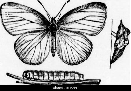 . Un manuel de morphologie d'invertébrés [microform]. D'invertébrés ; la morphologie (animaux) ; Morphologie ; invertébrés (animaux). S3 500 morphologie d'invertébrés diffèrent plus cliauges. Résultat, menant à hemimetahoUsm. Cette ; se produit, pour iustauce, ui le Poisson-mouches (Ephenieridse) aud {Lihelhda Dragou-llies), dans laquelle la larve) sont adaptés à la vie aquatique et posséder au brauchiie Ephemeridse trachéal (AUD) d'autres fonctions qui sont perdus, soit progressivement par des mues successives ou subitement à la dernière mue, le dragon ailé adultes- voler, par exemple, l'émission d'une larve aquatique particulière avec le moi Banque D'Images