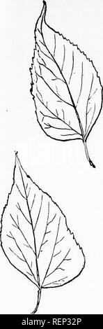 . Les arbres du nord-est de l'Amérique [microforme] : illustrations à partir de dessins originaux. Arbres, feuilles, Arbres, feuilles. [Tous. Veuillez noter que ces images sont extraites de la page numérisée des images qui peuvent avoir été retouchées numériquement pour plus de lisibilité - coloration et l'aspect de ces illustrations ne peut pas parfaitement ressembler à l'œuvre originale.. Newhall, Charles S. (Charles Stedman), 1842-1935. New York ; Londres : G. P. Putnam's Sons Banque D'Images