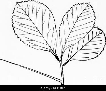 . Les arbres du nord-est de l'Amérique [microforme] : illustrations à partir de dessins originaux. Arbres, feuilles, Arbres, feuilles. Uteniate 59 .Les feuilles,. Veuillez noter que ces images sont extraites de la page numérisée des images qui peuvent avoir été retouchées numériquement pour plus de lisibilité - coloration et l'aspect de ces illustrations ne peut pas parfaitement ressembler à l'œuvre originale.. Newhall, Charles S. (Charles Stedman), 1842-1935. New York ; Londres : G. P. Putnam's Sons Banque D'Images