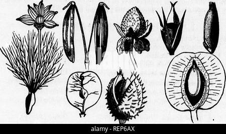 . Class-livre de botanique [microforme] : être présente de la structure, la physiologie et la classification des végétaux : avec une flore des États-Unis et du Canada. Botanique ; botanique ; plantes ; plantes ; botanique ; botanique ; plantes ; Botanique. 114 péricarpe. 556. L'ACHENiuM est un petit, sec, indéhiscent, à l'abri de la péricarpe une graine qu'il contient, et de la demeure du style (renoncules, Lithospermum), 557. La dou6le^ Umbelifer achenium de la prise en charge, ou d'un carpophore est appelé cremocarp. Le carpeled acheniu 2"i de la Composite, généralement avec un crLoed pappus, est appelé cypsela. ' Banque D'Images