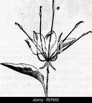 . Class-livre de botanique [microforme] : être présente de la structure, la physiologie et la classification des végétaux : avec une flore des États-Unis et du Canada. Botanique ; botanique ; plantes ; plantes ; botanique ; botanique ; plantes ; Botanique. 286, fleur (amplifiés) d Myosuros J d'une section verticale montrant son récipient allongé, etc. 267^, même, grandeur nature. 288, fleur de Isopyrum blternatum showli ; section verticale,-g Le Récipient globulaire ou convexe, etc. 289, fleur de rose, montrant ses fouillé tore. 442. La prise régulière n'a pas d'entre-nœuds. Il porte le plusieurs verticilles de la fleur Banque D'Images