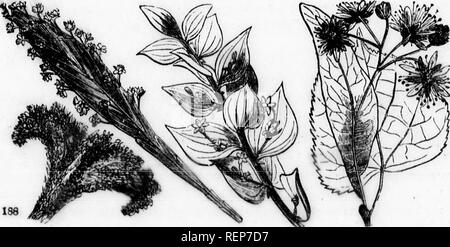 . Class-livre de botanique [microforme] : être présente de la structure, la physiologie et la classification des végétaux : avec une flore des États-Unis et du Canada. Botanique ; botanique ; plantes ; plantes ; botanique ; botanique ; plantes ; Botanique. •INFLOKESCENCE proliferous 8. la rose pousse sur l'axe lorsque tho à travers les flov/er feuilles roulement au-dessus. Dans certains cas, le jardinier habile apprend à eflect cet échangeur de la nature dans les bourgeons à plaisir. 324. Par conséquent en position et l'agencement des boutons de fleurs ne peut pas différer de bourgeons des feuilles, et les deux sont réglés par la même loi infaillible qui détermine th Banque D'Images
