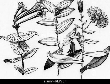 . Class-livre de botanique [microforme] : être présente de la structure, la physiologie et la classification des végétaux : avec une flore des États-Unis et du Canada. Botanique ; botanique ; plantes ; plantes ; botanique ; botanique ; plantes ; Botanique. 62 DE LA TEXTURE ET SURFACE. composé dans tous les stades. Les feuilles de l'honey-locust et caféier (Gymno- cladus) se permettre souvent curieux et des exemples instructifs. 291. Un BiTERNATE feuille est formé lorsque le prospectus d'une feuille d'teniate donner lieu à ternate feuilles, et quand triternate biternate les tracts d'une leaf à nouveau donner lieu à ternate feuilles. 292. Pal Banque D'Images