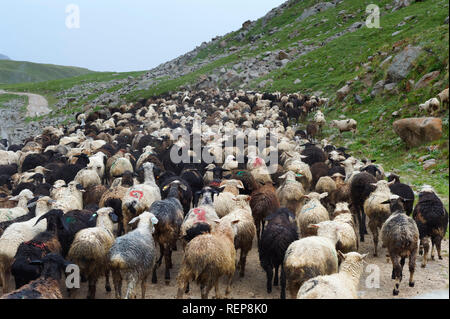 Troupeau de moutons se déplaçant le long col Tosor, région de Naryn, du Kirghizistan, de l'Asie centrale Banque D'Images