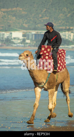 Grande plage d'Agadir au Maroc pour coucher de soleil avec camel et rider dans la masse avant Banque D'Images