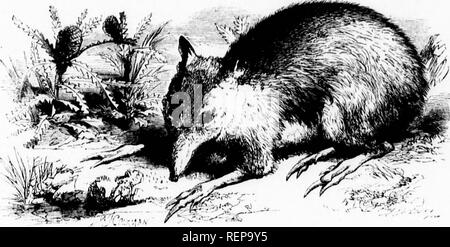. Les [microform]. Mammifères ; histoire naturelle ; Mammifères ; sciences naturelles. -^^ lilowiui^y Ufl^»^paf es, forme rat-lik( ! L'aspect, et le ,de l'yait et ruiiuin^- !, qui, sur l'arrière de l'^, ;lier fortement ]), désigné comme • les griffes. S^ son nom de l'autre, j'hy poils sur le hiudiT iniarters J. &lt;ire tiré des lignes noires marquées avec audace, qui, vus de derrière, un tuiiu jjleasinf ; singulier et plutôt sombre, le strijjes ; bein', rendu plus visible liv 1 sortes de blanc-jaune. Ces marques, continuez jusqu'à la racine de la queue, et Banque D'Images