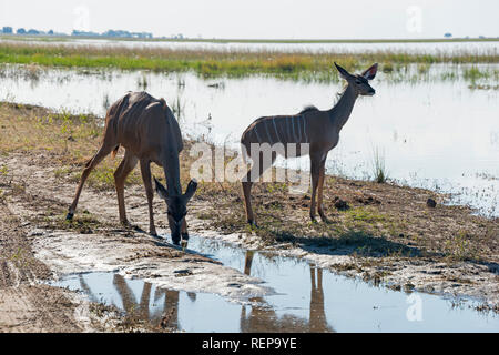 Grand Koudou, Chobe National Park, Botswana, (Tragelaphus strepsiceros) Banque D'Images