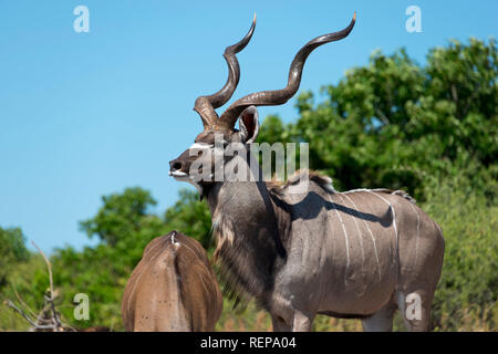 Grand Koudou, Chobe National Park, Botswana, (Tragelaphus strepsiceros) Banque D'Images