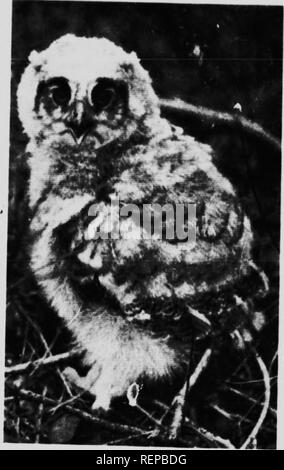 . La vie sauvage au Canada [microforme]. Sciences naturelles ; chasse ; chasse ; l'histoire naturelle. XKSTU.(je l'iltK.HUIINKI (VT) OWL. (Xotyit yrowii à moitié plein) -Muy 17, j'jll.. Veuillez noter que ces images sont extraites de la page numérisée des images qui peuvent avoir été retouchées numériquement pour plus de lisibilité - coloration et l'aspect de ces illustrations ne peut pas parfaitement ressembler à l'œuvre originale.. Buchanan, Augus, 1886-1954. Toronto : McClelland, Goodchild et Stewart Banque D'Images