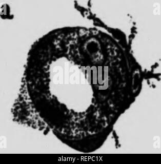 . Une nouvelle de cestode Amia calva L [microform]. Les cestodes ; Vers ; Cestoda ; les vers. TRANS. INST ROYALE CANADIENNE. VOL. X. APPARTEMENTS VI. 83 ev. ' ^^^m'"^ r 27  % **-^^^^^. Veuillez noter que ces images sont extraites de la page numérisée des images qui peuvent avoir été retouchées numériquement pour plus de lisibilité - coloration et l'aspect de ces illustrations ne peut pas parfaitement ressembler à l'œuvre originale.. Cooper, Arthur Ruben, b. 1888. [Toronto ?] : La Bibliothèque universitaire ; pub. par le Bibliothécaire Banque D'Images