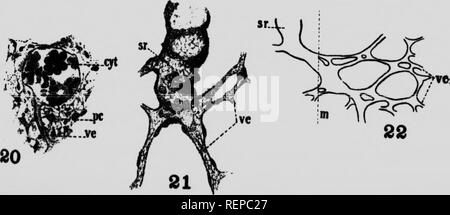 . Une nouvelle de cestode Amia calva L [microform]. Les cestodes ; Vers ; Cestoda ; les vers. . Veuillez noter que ces images sont extraites de la page numérisée des images qui peuvent avoir été retouchées numériquement pour plus de lisibilité - coloration et l'aspect de ces illustrations ne peut pas parfaitement ressembler à l'œuvre originale.. Cooper, Arthur Ruben, b. 1888. [Toronto ?] : La Bibliothèque universitaire ; pub. par le Bibliothécaire Banque D'Images