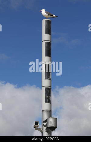 Seagull assis sur un poteau de vidéosurveillance en face de ciel nuageux, Glasgow, Ecosse, Grande-Bretagne Banque D'Images