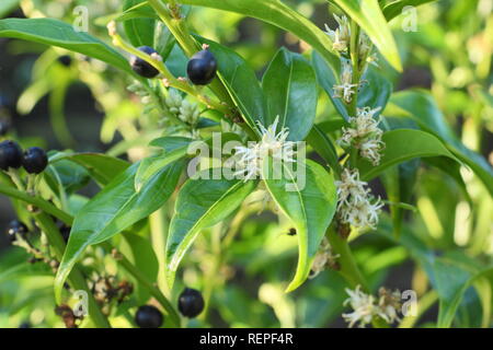 Sarcococca wallichii baies et fleurs blanches parfumées de Sarcococca wallichii fort doux en hiver, UK Banque D'Images