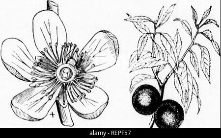 . Les arbres d'Amérique [microforme] : étrangers et indigènes, imagée et botaniquement définies et scientifiquement et populairement décrit, à l'étude principalement avec référence à leur géographie et l'histoire, du sol et de la situation, la propagation et la culture, les accidents et maladies .... Arbres, Arbres. Il Amygda- liis persica, quand grandir- ^  "..""-^^^^., ; ing en ti- nat ural state, est plutôt un petit arbre, toutes les branches avec, et assume la forme générale et le caractère de l'amande ; mais lorsqu'il est cultivé, il atteint parfois une hauteur de vingt ou trente pieds, avec un tronc de 15 à Banque D'Images