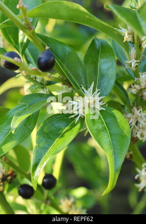 Sarcococca wallichii baies et fleurs blanches parfumées de Sarcococca wallichii fort doux en hiver, UK Banque D'Images