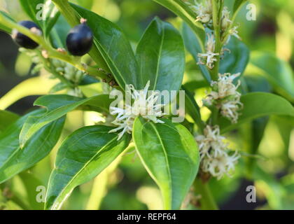 Sarcococca wallichii baies et fleurs blanches parfumées de Sarcococca wallichii fort doux en hiver, UK Banque D'Images