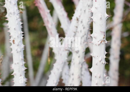 Rubus cockburnianus 'Goldenvale'. Les tiges en fleurs blanches de Rubus Cockburnianus dans un jardin d'hiver, UK Banque D'Images