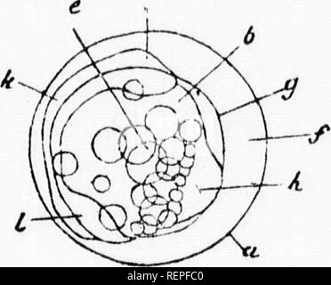 . Truites domestiquées [microforme] : comment se reproduisent et se développent entre eux. Culture du poisson ; Fontaine ; pisciculture ; Truite. 15 - I. Veuillez noter que ces images sont extraites de la page numérisée des images qui peuvent avoir été retouchées numériquement pour plus de lisibilité - coloration et l'aspect de ces illustrations ne peut pas parfaitement ressembler à l'œuvre originale.. Pierre, Livingston, 1836-1912. Charlestown, N. H. : [s. n. ] Banque D'Images