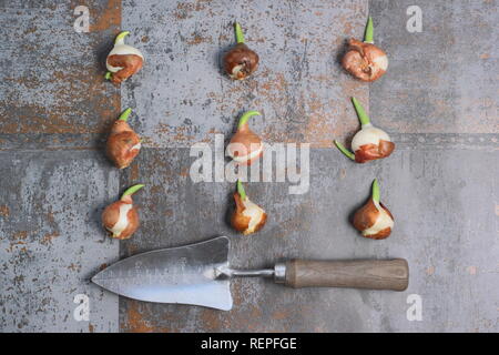 Tulipa 'Fancy Frills'. La germination des bulbes de tulipes, hiver, UK Banque D'Images