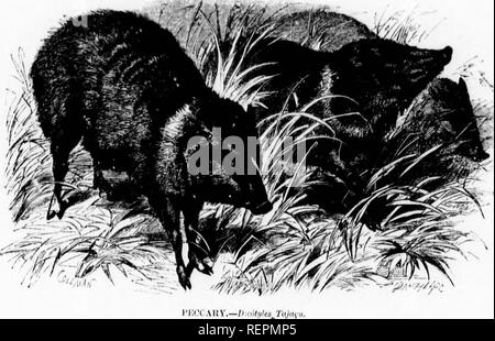 . Les [microform]. Mammifères ; histoire naturelle ; Mammifères ; sciences naturelles. Ij. n'étant que de trois pieds de long ^^•eighing et cinquante ou soixante livres, et son armature se compose de quelques défenses courtes qui sont à peine visibles au-delà des lèvres, pourtant, ces défenses sont peu craintifs comme armes comme le M-huit pouces dents du vlacke vark, car ils sont en forme de u, The lancet étant acut(;iy a fait eilged et doubles, de sorte qu'ils coupent comme des couteaux et très iuHict blessures terribles. Aucun animal semble être capable de résister aux attaques du pécari, même le jaguar forcés t Banque D'Images