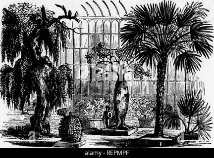 . Class-livre de botanique [microforme] : être présente de la structure, la physiologie et la classification des végétaux : avec une flore des États-Unis et du Canada. Botanique ; botanique ; plantes ; plantes ; botanique ; botanique ; plantes ; Botanique. 9* LA TIGE, ou de l'axe ascendant. hêtre, bouleau, chêne, et en particulier dans le spruceâtrees orowns pyramidale ou ovale avec. lU. Mais dans l'autre, l'axe de solvant, comme vu dans l'orme, l'apple-trea soudainement le tronc se divise en plusieurs branches, qui subequal là partent avec différents degrés de divergence, de donner la forme de l'urne à l'orme, la forme arrondie de l'ap Banque D'Images