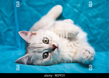 Gris blanc British chaton couché sur le côté avec ses pattes avant, nichée et regardant la caméra Banque D'Images