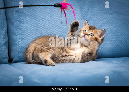 La brune espiègle chaton jouant avec un bâton allongé à l'envers sur un canapé bleu Banque D'Images