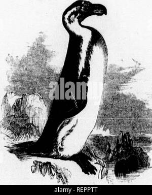 . Les [microform]. Histoire naturelle ; sciences naturelles. 370 L'HISTOIRE NATURELLE. Sous-famille c. Spheniseince. SruENiscus.-(Gr. shiiixid de coin.). Deineraus (Lat. submergés), la Cape Penguin, le Cape Penguin est très commun au Cap de Bonne Espérance^ et les îles Falkland. À partir de l'extraordinaire son qu'il produit à terre, il est appelé le Jackass Penguin. Darwin rend le présent compte rendu intéressant de cet oiseau :-" en plongée, ses petits plumeless ailes sont utilisés comme les ailerons, mais sur la terre, comme les pattes de devant. Lors de l'analyse (il peut être dit sur quatre jambes) à t Banque D'Images