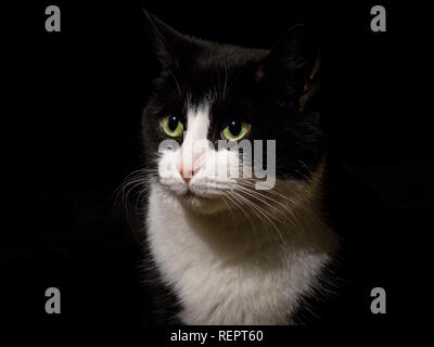 Close-up portrait of cute chat domestique Banque D'Images