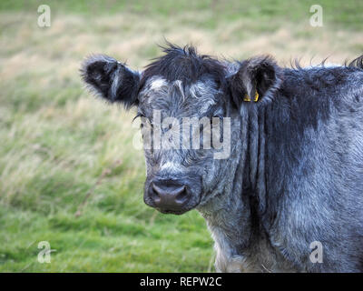 Les jeunes bovins gris bleu bullock (initialement produites par le croisement de bovins Shorthorn Blanc Noir avec Galloway à la production de viande) dans la région de Cumbria, Angleterre, Royaume-Uni Banque D'Images