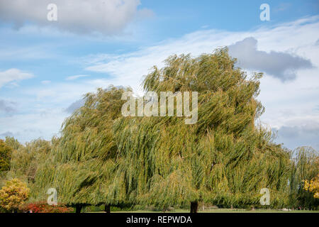 De beaux arbres dans le vent Banque D'Images
