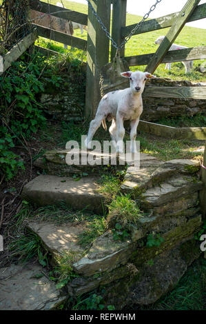 Bébé agneau debout sur un stile clôturé à South Hams, Devon, Royaume-Uni Banque D'Images