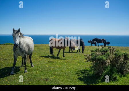 Chevaux sur la tête du boulon, de l'Est s'envoler, South Hams, Devon, UK Banque D'Images