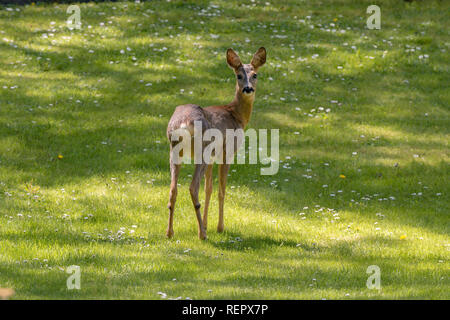 Chevreuil sur l'herbe verte des pelouses en été Banque D'Images
