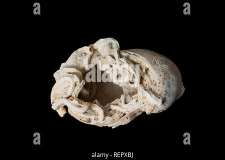 Tubes calcaires qui abritent des vers marins qui ont été faites sur les coquillages, dans ce cas, un slipper limpet shell rejetés sur le rivage. Il y ar Banque D'Images